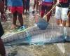 In Reunion, shark catches widely contested