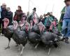 Turkeys, mushrooms, antiques, old books… Five ideas for outings for this weekend in the Dordogne