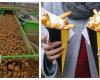 The Belgian Fry: a must despite the trials of the harvest