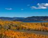 Discovering Pando, the oldest forest tree in the world