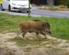 Faced with the urban invasion of wild boars in the Nevers sector, the prefect of Nièvre orders night shooting and administrative raids