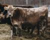 Cows and avian flu: transmission to humans is taking place