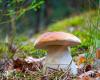 Mushroom picking: the rules to follow to avoid a very high fine