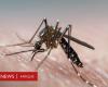 Fight against dengue fever: Deaf mosquitoes stop having sex