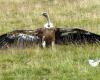 Faced with the griffon vulture, “solutions” which are debated in Aveyron in the face of the draft prefectural decree authorizing scaring shots