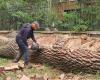 Felled by a storm, the remarkable tree in this Yvelines park was not dead, it will come back to life