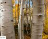 The tallest tree in the world is also one of the oldest living organisms on Earth.