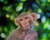 “Close your doors and windows”: 43 “nervous” monkeys escaped from a laboratory, police sound the alert