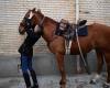 four horses of the Republican Guard decorated Monday