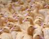 Avian flu: France returns to “high” risk from Saturday November 9