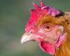 Calvados: individuals offer a second life to 600 chickens saved from the slaughterhouse