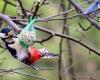 Feeding birds especially fattens traders