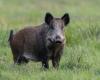 Unlike Toto. This is why Justice in Orne decided to euthanize this domesticated wild boar