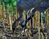 Family with the common crane – Le Petit Journal