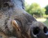 wild boars enter the courtyard of a nursery, children confined