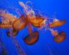 Jellyfish: harmful or useful?