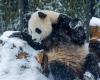 baby pandas from the Belgian zoo Pairi Daiza will go to China