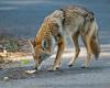 Uptick In Coyote Sightings Prompts Warning From Beverly Hills Police