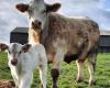 Creuse shines in the Charolais interdepartmental competition, one week before the Boussac fair