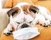 Whooping cough: in dogs too! : the chronicle of veterinarian Laetitia Barlerin