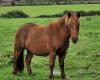 “The horses will spend the winter without shelter”, a Landes shelter launches a fundraiser after the ravages of storm Kirk