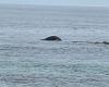 A dead whale washes up on the coast of Réville, in the English Channel