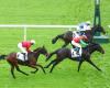 Sunday in Saint-Cloud – Prix Tantième (L.): Zoom of a nose