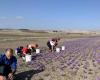 REPORTING. Kozani saffron, this “red gold” threatened by climate change