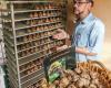 He gave up pizza to make his own black garlic near Perpignan