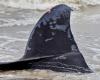 Channel: a whale washes up on a beach then drifts near the coast: News