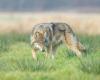 Angry at wolf attacks, farmers tie a dead heifer to a sub-prefecture