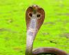 Discovery about the deadliest snake on the planet that had not yet revealed all its secrets after 188 years