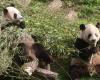 Pandas born in Belgium leave Pairi Daiza: the animal park’s “little gift” to visitors (video)