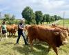 The Ferme de l'Arche, one of the last cattle farms in Val-d'Oise