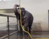 Mary, the Asian elephant who reinvents the shower