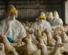 Many human bird flu infections have gone unnoticed