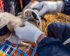 Avian flu: a first human case recorded in Canada: News