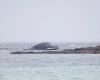 IN PICTURE. A whale washes up on a Channel beach