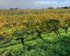 Uncapped tax exemption for the transfer of family vineyards