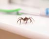 Here's why you'll encounter more spiders between now and November