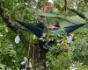 Green light from the court for the felling of trees on the Bordeaux-Toulouse LGV line, “squirrels” continue to occupy the site