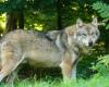 Wolf are you there? A wolf in Gironde!