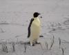 Current followed: Emperor penguin Gus gets lost in Australia, 3,400 km away