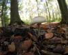 Tarn-et-Garonne: a septuagenarian, missing after going to pick mushrooms, found in a ditch