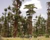 Scientists are mobilizing for the Moroccan cedar forest [INTÉGRAL]