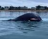 VIDEO. A humpback whale stranded on the Channel coast: what happened?