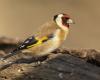 He trapped protected birds with glue, the poacher fell into the net of the environmental police