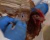 Avian flu: the growing number of mammals infected by the virus worries the WHO