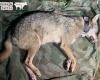 A female wolf captured in the Jura massif and fitted with a GPS collar as part of a Swiss research project