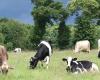 Ways to reduce greenhouse gas emissions from livestock farming in France